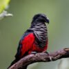 Hand-Tamed Vulturine Parrot for sell