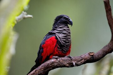 Hand-Tamed Vulturine Parrot for sell