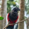 Hand-Tamed Vulturine Parrot for sell