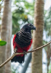 Hand-Tamed Vulturine Parrot for sell