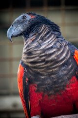 Hand-Tamed Vulturine Parrot for sell