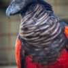 Hand-Tamed Vulturine Parrot for sell