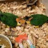 Caique parrots for sale Caique parrots for sale