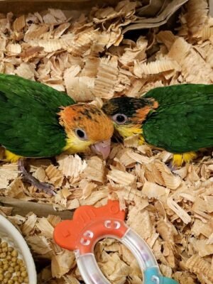 Caique parrots for sale