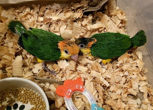 Caique parrots for sale Caique parrots for sale