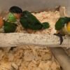 Caique parrots for sale Caique parrots for sale