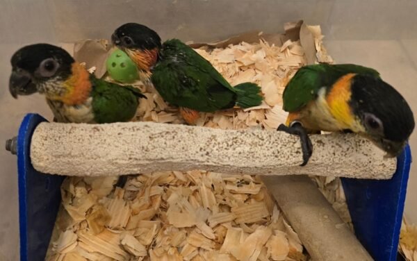 Caique parrots for sale Caique parrots for sale