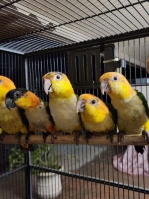 Caiques parrots