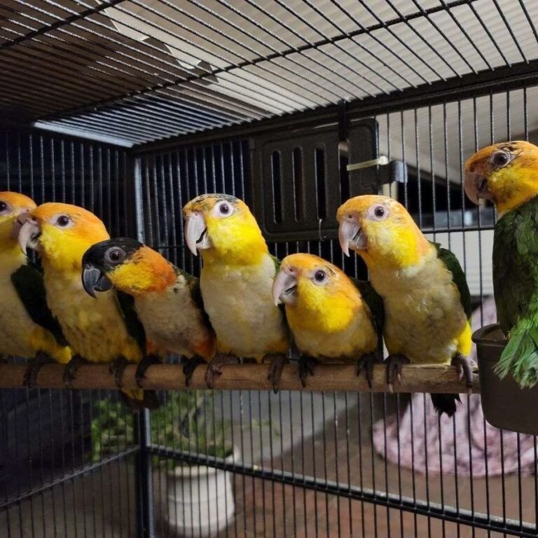 Caique parrots for sale