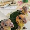 # Discover the beautiful **White Bellied Caique**, a colorful, energetic, and highly engaging companion parrot known for its playful personality and distinctive appearance. If you are searching for **White Bellied Caique parrots for sale**, learning about the species' personality, care requirements, diet, housing, and social needs is an important first step before choosing a companion bird. White Bellied Caiques are active parrots that enjoy exploring their surroundings, interacting with their caregivers, and playing with appropriately sized toys. Their lively behavior and curious nature make them a popular choice among experienced parrot enthusiasts. ## About White Bellied Caique Parrots The **White Bellied Caique** is a small-to-medium-sized parrot recognized for its predominantly white chest and belly, colorful head, green wings, and vibrant appearance. Caiques are often admired for their energetic personalities and entertaining behavior. Although they are smaller than large macaws and cockatoos, White Bellied Caiques still require dedicated daily care, enrichment, social interaction, and a safe environment. When choosing a White Bellied Caique, prospective owners should consider the individual bird's age, temperament, socialization, diet, health history, and previous environment. ## White Bellied Caique Personality One of the most appealing characteristics of the White Bellied Caique is its playful personality. These birds can be curious, energetic, and highly interactive. A well-socialized Caique may enjoy spending time with its caregiver, exploring safe areas, learning positive-reinforcement behaviors, and playing with toys. Every parrot has its own personality, however, so prospective owners should avoid assuming that every Caique will behave exactly the same way. Early socialization, environment, training, and individual temperament can all influence behavior. ## White Bellied Caique Care Responsible ownership begins with providing an environment designed around the bird's physical and behavioral needs. A White Bellied Caique should have: * A secure and appropriately sized cage or enclosure * Safe perches of suitable sizes * A variety of bird-safe toys * Regular opportunities for supervised exercise * Daily social interaction * Mental stimulation and foraging activities * Fresh, clean drinking water * A balanced diet * Access to qualified avian veterinary care Because Caiques are active birds, enrichment is particularly important. Rotating safe toys and providing opportunities to forage, climb, chew, and explore can help keep them mentally stimulated. ## White Bellied Caique Diet A balanced diet is an important part of maintaining a healthy companion parrot. A suitable feeding program should be developed with guidance from an avian veterinarian or qualified avian nutrition professional. Depending on the individual bird, an appropriate formulated parrot diet can be supplemented with carefully selected fresh foods. Fresh water should always be available and food containers should be kept clean. Avoid making sudden dietary changes. When introducing a new food, monitor the bird carefully and follow professional veterinary guidance when necessary. ## Housing for a White Bellied Caique White Bellied Caiques are active and curious, so their housing should provide enough room for comfortable movement, climbing, playing, and stretching their wings. The enclosure should be positioned in a safe part of the home away from hazards such as toxic fumes, smoke, extreme temperatures, and other household dangers. Caiques should also receive supervised out-of-cage time when the surrounding area has been properly bird-proofed. ## Training and Socialization Positive reinforcement is an effective approach for building trust and teaching appropriate behaviors. A White Bellied Caique can benefit from consistent routines and gentle training sessions. Training can include behaviors such as stepping onto a hand or perch, returning to its enclosure, accepting handling appropriately, and responding to simple cues. Socialization should be gradual and respectful. A bird should never be forced into interaction when it is frightened or uncomfortable. ## Is a White Bellied Caique Right for You? Before purchasing or adopting a **White Bellied Caique**, consider whether your lifestyle is suitable for an active companion parrot. Ask yourself: * Can I provide daily interaction and enrichment? * Do I have enough space for an appropriate enclosure? * Can I provide a nutritious diet? * Am I prepared for normal parrot vocalizations? * Can I provide regular veterinary care? * Do I have time for training and socialization? * Am I prepared for a long-term commitment? Choosing a parrot should be based on the ability to provide responsible care rather than appearance alone. ## White Bellied Caique Parrots for Sale If you are looking for **White Bellied Caique parrots for sale**, take time to learn about the individual bird before making a decision. Ask for relevant information about its age, diet, health records, socialization, temperament, and current care routine. If a bird is described as hand-raised, hand-fed, tame, DNA-sexed, health-checked, or otherwise specially cared for, prospective owners should request appropriate documentation or details supporting those claims. A responsible placement should prioritize the bird's health, safety, and long-term welfare. ## Why Choose a White Bellied Caique? White Bellied Caiques are admired for their colorful appearance, playful behavior, curiosity, and interactive nature. Their smaller size can make them appealing to people who are interested in an energetic companion parrot without the physical size of a large macaw. However, their activity level means they still need substantial attention and enrichment. For the right owner, a well-socialized White Bellied Caique can become an engaging and entertaining companion. ## Explore More Parrot Breeds If you are researching **White Bellied Caique parrots for sale**, you may also want to explore other parrot species. Depending on your experience and lifestyle, you can learn more about **African Grey Parrots, Amazon Parrots, Macaws, Hyacinth Macaws, Scarlet Macaws, Cockatoos, Conures, Pionus Parrots, Ringneck Parrots, Rainbow Lorikeets, and other exotic birds**. Comparing species before choosing a companion bird can help you understand differences in personality, size, noise level, diet, housing, and care requirements. ## Frequently Asked Questions ### What is a White Bellied Caique? The White Bellied Caique is a colorful companion parrot known for its white underparts, green wings, colorful head, energetic behavior, and playful personality. ### Are White Bellied Caiques good companion parrots? They can be excellent companions for owners who understand their active nature and can provide appropriate social interaction, enrichment, housing, nutrition, and veterinary care. ### What do White Bellied Caiques eat? Their diet should be balanced and appropriate for parrots. An avian veterinarian or qualified avian nutrition professional can help establish an appropriate feeding plan for an individual bird. ### Are White Bellied Caiques noisy? Caiques can vocalize and make a variety of sounds. Prospective owners should consider normal parrot vocalization when deciding whether the species fits their household. ### Do Caiques need toys? Yes. Caiques are active and curious birds that benefit from safe toys and enrichment activities involving exploration, chewing, climbing, and foraging. ### Where can I find White Bellied Caique parrots for sale? When looking for a White Bellied Caique, research the seller or adoption organization carefully and ask for information about the individual bird's health, age, background, diet, socialization, and documentation. ## SEO Keywords **Primary keyword:** White Bellied Caique Parrots for Sale **Secondary keywords:** White Bellied Caique for Sale, White Bellied Caique Parrot, White Bellied Caique Birds, White Bellied Caique Baby, Baby White Bellied Caique, Caique Parrots for Sale, Caique Parrot for Sale, White Bellied Caique Adoption, White Bellied Caique Care, White Bellied Caique Diet, White Bellied Caique Personality, Hand Raised Caique, Hand Fed Caique, Pet Caique Parrot, Exotic Parrots for Sale, Companion Parrots, Parrots for Sale **Suggested URL slug:** `/white-bellied-caique-parrots-for-sale/`