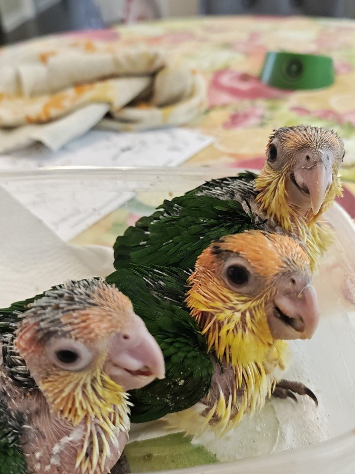 # Discover the beautiful **White Bellied Caique**, a colorful, energetic, and highly engaging companion parrot known for its playful personality and distinctive appearance. If you are searching for **White Bellied Caique parrots for sale**, learning about the species' personality, care requirements, diet, housing, and social needs is an important first step before choosing a companion bird. White Bellied Caiques are active parrots that enjoy exploring their surroundings, interacting with their caregivers, and playing with appropriately sized toys. Their lively behavior and curious nature make them a popular choice among experienced parrot enthusiasts. ## About White Bellied Caique Parrots The **White Bellied Caique** is a small-to-medium-sized parrot recognized for its predominantly white chest and belly, colorful head, green wings, and vibrant appearance. Caiques are often admired for their energetic personalities and entertaining behavior. Although they are smaller than large macaws and cockatoos, White Bellied Caiques still require dedicated daily care, enrichment, social interaction, and a safe environment. When choosing a White Bellied Caique, prospective owners should consider the individual bird's age, temperament, socialization, diet, health history, and previous environment. ## White Bellied Caique Personality One of the most appealing characteristics of the White Bellied Caique is its playful personality. These birds can be curious, energetic, and highly interactive. A well-socialized Caique may enjoy spending time with its caregiver, exploring safe areas, learning positive-reinforcement behaviors, and playing with toys. Every parrot has its own personality, however, so prospective owners should avoid assuming that every Caique will behave exactly the same way. Early socialization, environment, training, and individual temperament can all influence behavior. ## White Bellied Caique Care Responsible ownership begins with providing an environment designed around the bird's physical and behavioral needs. A White Bellied Caique should have: * A secure and appropriately sized cage or enclosure * Safe perches of suitable sizes * A variety of bird-safe toys * Regular opportunities for supervised exercise * Daily social interaction * Mental stimulation and foraging activities * Fresh, clean drinking water * A balanced diet * Access to qualified avian veterinary care Because Caiques are active birds, enrichment is particularly important. Rotating safe toys and providing opportunities to forage, climb, chew, and explore can help keep them mentally stimulated. ## White Bellied Caique Diet A balanced diet is an important part of maintaining a healthy companion parrot. A suitable feeding program should be developed with guidance from an avian veterinarian or qualified avian nutrition professional. Depending on the individual bird, an appropriate formulated parrot diet can be supplemented with carefully selected fresh foods. Fresh water should always be available and food containers should be kept clean. Avoid making sudden dietary changes. When introducing a new food, monitor the bird carefully and follow professional veterinary guidance when necessary. ## Housing for a White Bellied Caique White Bellied Caiques are active and curious, so their housing should provide enough room for comfortable movement, climbing, playing, and stretching their wings. The enclosure should be positioned in a safe part of the home away from hazards such as toxic fumes, smoke, extreme temperatures, and other household dangers. Caiques should also receive supervised out-of-cage time when the surrounding area has been properly bird-proofed. ## Training and Socialization Positive reinforcement is an effective approach for building trust and teaching appropriate behaviors. A White Bellied Caique can benefit from consistent routines and gentle training sessions. Training can include behaviors such as stepping onto a hand or perch, returning to its enclosure, accepting handling appropriately, and responding to simple cues. Socialization should be gradual and respectful. A bird should never be forced into interaction when it is frightened or uncomfortable. ## Is a White Bellied Caique Right for You? Before purchasing or adopting a **White Bellied Caique**, consider whether your lifestyle is suitable for an active companion parrot. Ask yourself: * Can I provide daily interaction and enrichment? * Do I have enough space for an appropriate enclosure? * Can I provide a nutritious diet? * Am I prepared for normal parrot vocalizations? * Can I provide regular veterinary care? * Do I have time for training and socialization? * Am I prepared for a long-term commitment? Choosing a parrot should be based on the ability to provide responsible care rather than appearance alone. ## White Bellied Caique Parrots for Sale If you are looking for **White Bellied Caique parrots for sale**, take time to learn about the individual bird before making a decision. Ask for relevant information about its age, diet, health records, socialization, temperament, and current care routine. If a bird is described as hand-raised, hand-fed, tame, DNA-sexed, health-checked, or otherwise specially cared for, prospective owners should request appropriate documentation or details supporting those claims. A responsible placement should prioritize the bird's health, safety, and long-term welfare. ## Why Choose a White Bellied Caique? White Bellied Caiques are admired for their colorful appearance, playful behavior, curiosity, and interactive nature. Their smaller size can make them appealing to people who are interested in an energetic companion parrot without the physical size of a large macaw. However, their activity level means they still need substantial attention and enrichment. For the right owner, a well-socialized White Bellied Caique can become an engaging and entertaining companion. ## Explore More Parrot Breeds If you are researching **White Bellied Caique parrots for sale**, you may also want to explore other parrot species. Depending on your experience and lifestyle, you can learn more about **African Grey Parrots, Amazon Parrots, Macaws, Hyacinth Macaws, Scarlet Macaws, Cockatoos, Conures, Pionus Parrots, Ringneck Parrots, Rainbow Lorikeets, and other exotic birds**. Comparing species before choosing a companion bird can help you understand differences in personality, size, noise level, diet, housing, and care requirements. ## Frequently Asked Questions ### What is a White Bellied Caique? The White Bellied Caique is a colorful companion parrot known for its white underparts, green wings, colorful head, energetic behavior, and playful personality. ### Are White Bellied Caiques good companion parrots? They can be excellent companions for owners who understand their active nature and can provide appropriate social interaction, enrichment, housing, nutrition, and veterinary care. ### What do White Bellied Caiques eat? Their diet should be balanced and appropriate for parrots. An avian veterinarian or qualified avian nutrition professional can help establish an appropriate feeding plan for an individual bird. ### Are White Bellied Caiques noisy? Caiques can vocalize and make a variety of sounds. Prospective owners should consider normal parrot vocalization when deciding whether the species fits their household. ### Do Caiques need toys? Yes. Caiques are active and curious birds that benefit from safe toys and enrichment activities involving exploration, chewing, climbing, and foraging. ### Where can I find White Bellied Caique parrots for sale? When looking for a White Bellied Caique, research the seller or adoption organization carefully and ask for information about the individual bird's health, age, background, diet, socialization, and documentation. ## SEO Keywords **Primary keyword:** White Bellied Caique Parrots for Sale **Secondary keywords:** White Bellied Caique for Sale, White Bellied Caique Parrot, White Bellied Caique Birds, White Bellied Caique Baby, Baby White Bellied Caique, Caique Parrots for Sale, Caique Parrot for Sale, White Bellied Caique Adoption, White Bellied Caique Care, White Bellied Caique Diet, White Bellied Caique Personality, Hand Raised Caique, Hand Fed Caique, Pet Caique Parrot, Exotic Parrots for Sale, Companion Parrots, Parrots for Sale **Suggested URL slug:** `/white-bellied-caique-parrots-for-sale/`