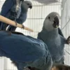 Spix’s Macaw parrots