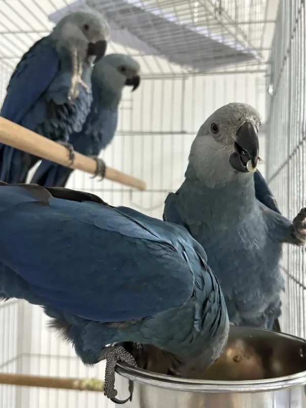 Spix’s Macaw parrots