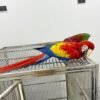 Male and Female Scarlet Macaw Parrots