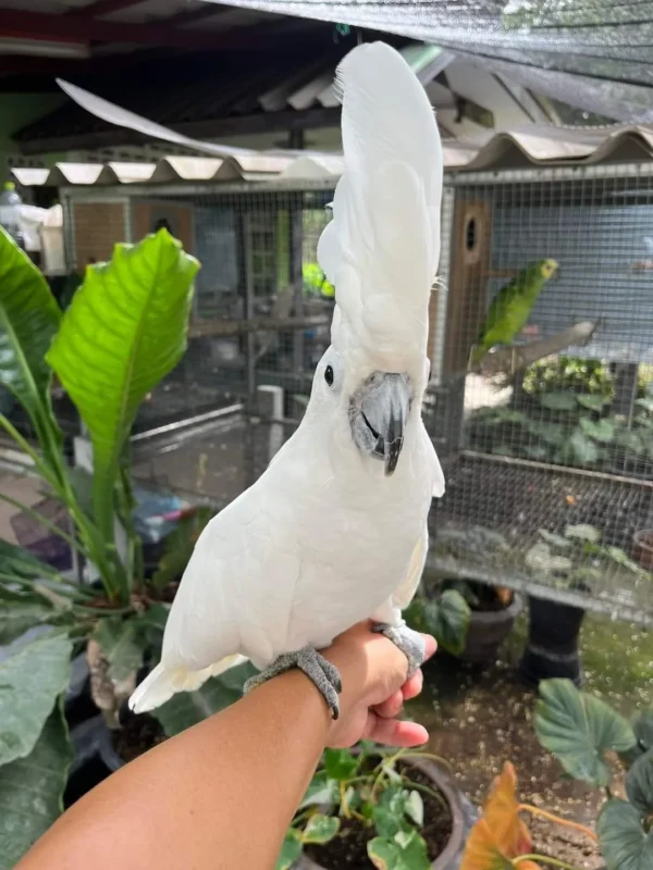 Umbrella Cockatoo For Sale