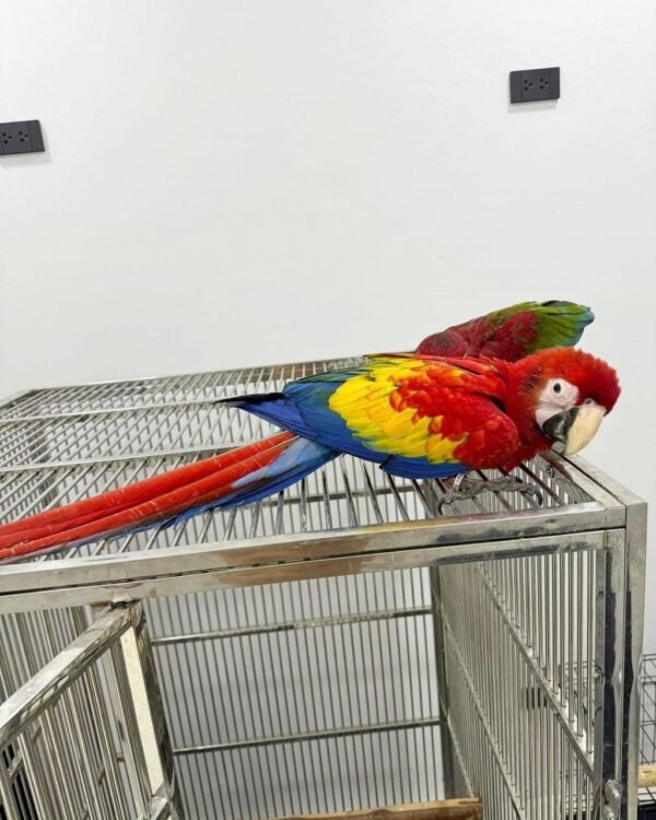 Male and Female Scarlet Macaw Parrots