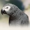 Hand Tamed African Grey Congo  For Sale