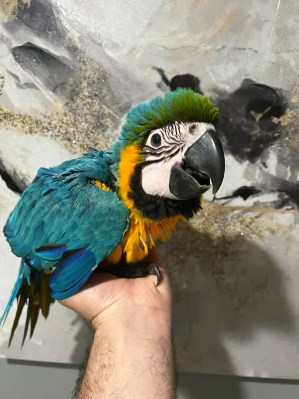 Affordable Male and Female Blue & Gold Macaws Parrots Affordable Male and Female Blue & Gold Macaws Parrots