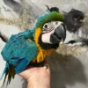 Affordable Male and Female Blue & Gold Macaws Parrots Affordable Male and Female Blue & Gold Macaws Parrots