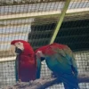 Pair of Macaw Parrots for Sale