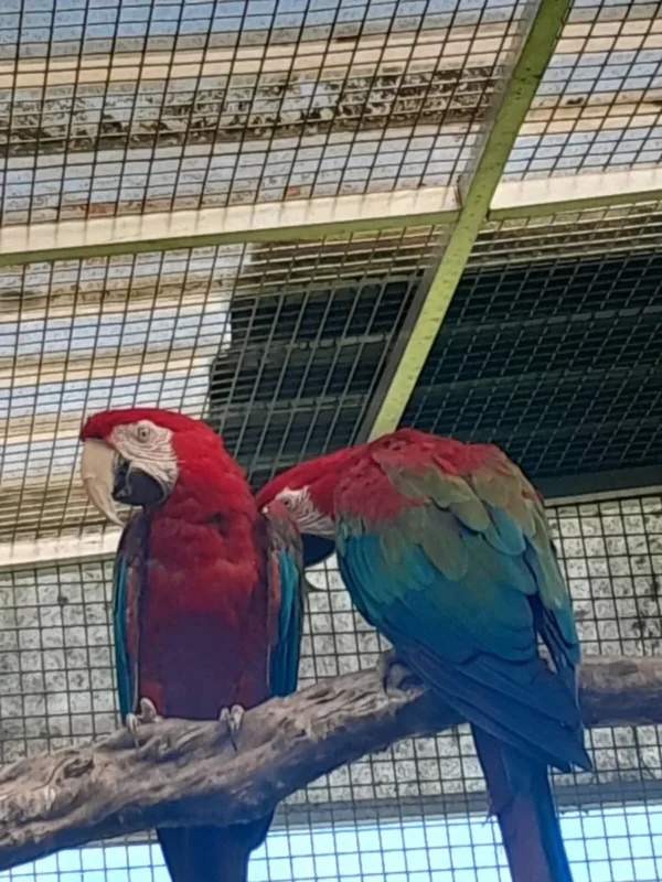 Pair of Macaw Parrots for Sale