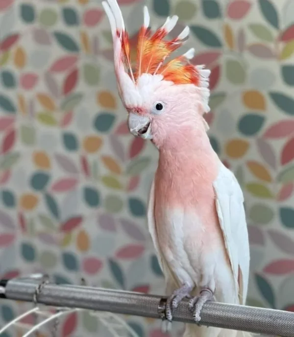 Major Mitchell Cockatoo For Sale