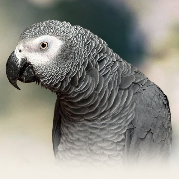 Hand Tamed African Grey Congo  For Sale
