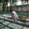 African Grey Parrots
