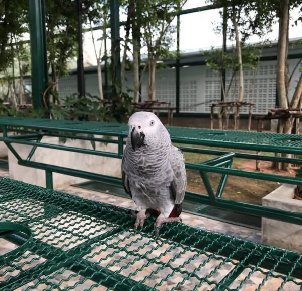 African Grey Parrots