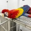 Male and Female Scarlet Macaw Parrots