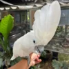 Umbrella Cockatoo For Sale