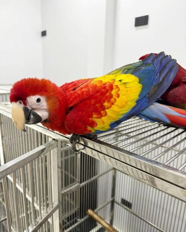 Male and Female Scarlet Macaw Parrots