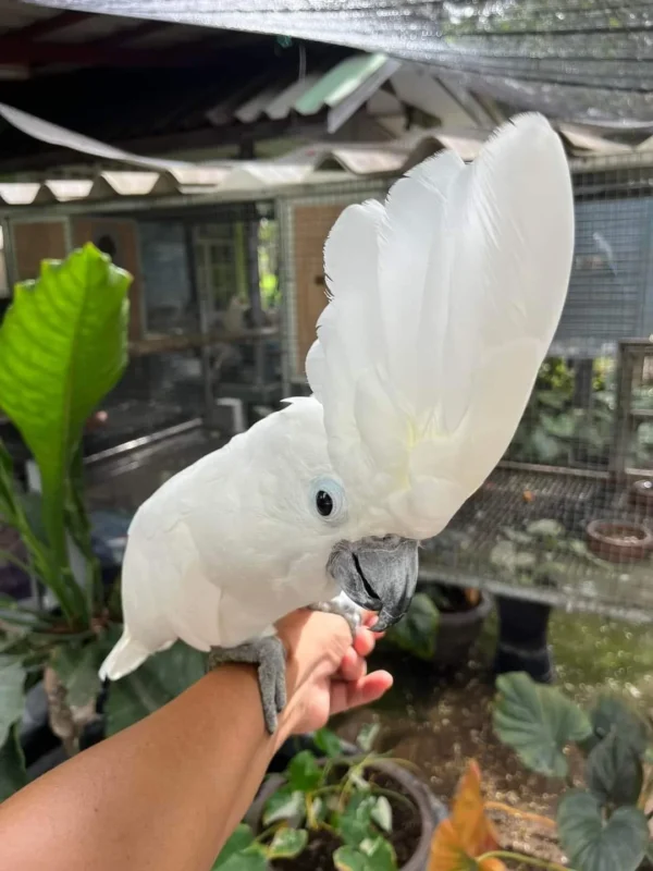 Umbrella Cockatoo For Sale