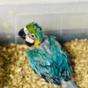 Affordable Male and Female Blue & Gold Macaws Parrots Affordable Male and Female Blue & Gold Macaws Parrots
