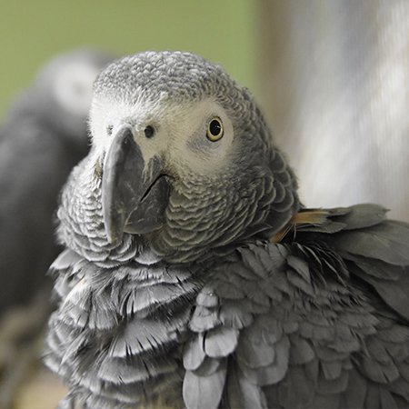 Hand Tamed African Grey Congo  For Sale