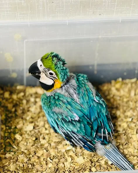 Affordable Male and Female Blue & Gold Macaws Parrots Affordable Male and Female Blue & Gold Macaws Parrots