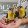 White Bellied Caiques