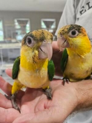 White Bellied Caiques