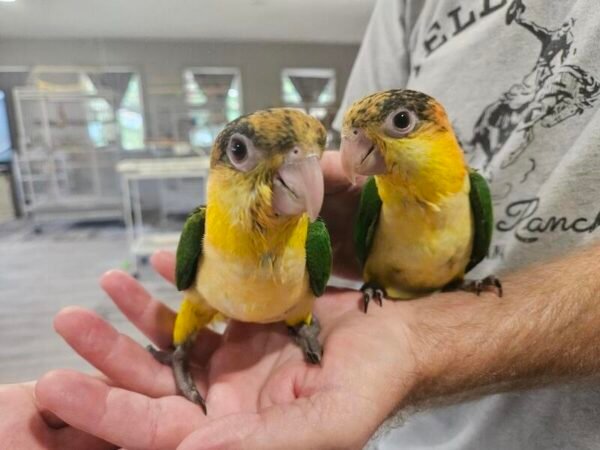 White Bellied Caiques