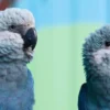 lovely Spix's Macaw parrots for sale