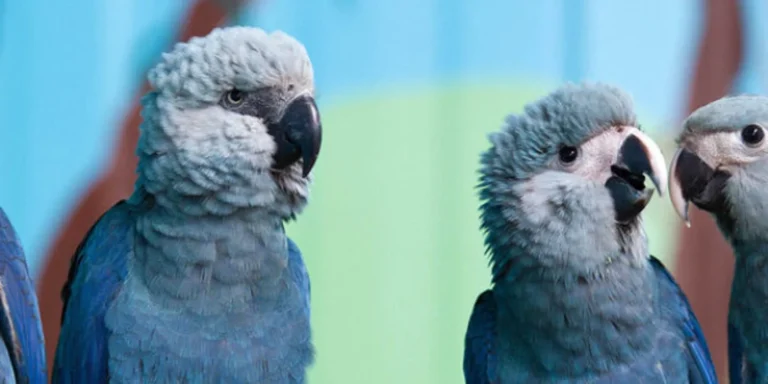 lovely Spix's Macaw parrots for sale