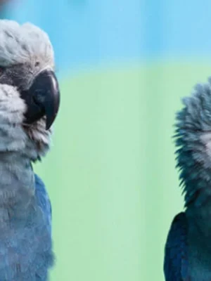 lovely Spix’s Macaw Parrots For adoption
