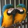 Blue & Gold Macaws Parrots for Sale