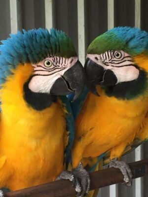 Blue & Gold Macaws Parrots for Sale
