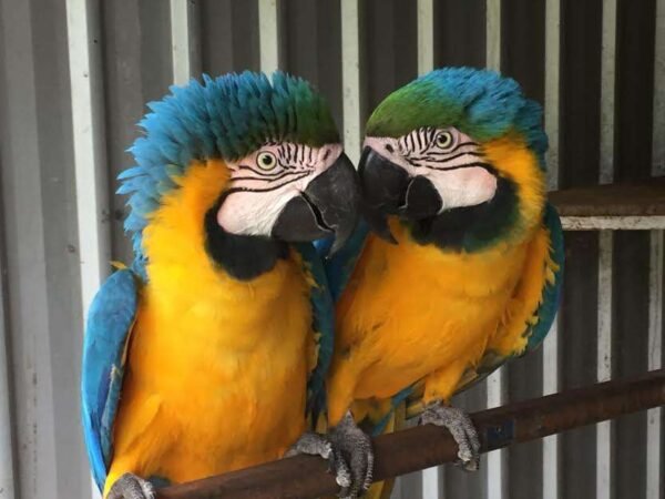Blue & Gold Macaws Parrots for Sale