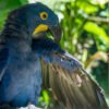 Hyacinth Macaw Parrot for Sale