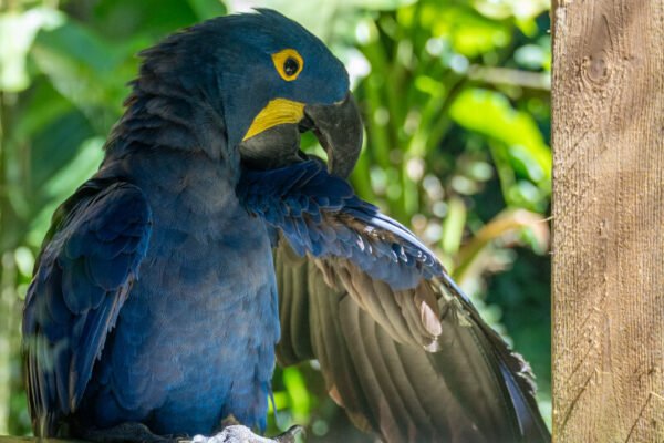 Hyacinth Macaw Parrot for Sale
