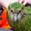 https://exoticsbirds.com/product/amazing-kakapo-birds-for-sale/