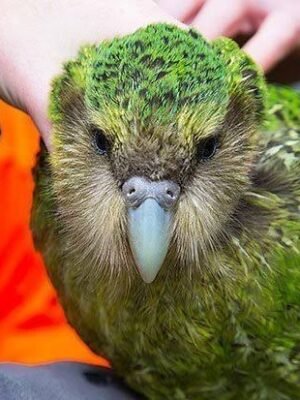 https://exoticsbirds.com/product/amazing-kakapo-birds-for-sale/