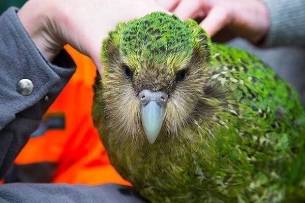 https://exoticsbirds.com/product/amazing-kakapo-birds-for-sale/